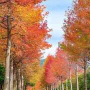 ヒメ日記 2025/11/15 06:28 投稿 ふうか 妻天 京橋店