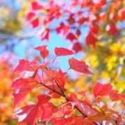 ヒメ日記 2025/11/19 07:18 投稿 ふうか 妻天 京橋店