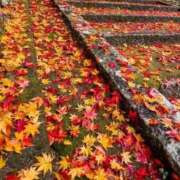 ヒメ日記 2025/11/30 08:48 投稿 ふうか 妻天 京橋店