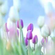 ヒメ日記 2026/01/14 10:11 投稿 ふうか 妻天 京橋店