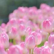 ふうか 出勤しましたっっ✨ 妻天 京橋店