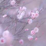 ヒメ日記 2026/01/19 09:09 投稿 ふうか 妻天 京橋店