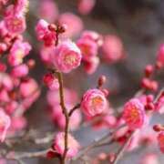 ヒメ日記 2026/01/24 09:10 投稿 ふうか 妻天 京橋店