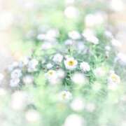 ヒメ日記 2026/01/28 12:24 投稿 ふうか 妻天 京橋店