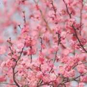 ヒメ日記 2026/02/02 09:07 投稿 ふうか 妻天 京橋店