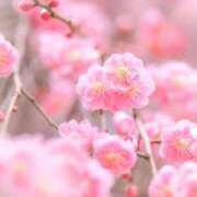 ヒメ日記 2026/02/15 08:41 投稿 ふうか 妻天 京橋店