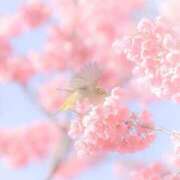 ヒメ日記 2026/02/20 09:55 投稿 ふうか 妻天 京橋店