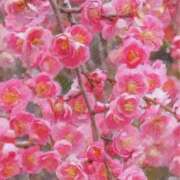 ヒメ日記 2026/02/28 07:56 投稿 ふうか 妻天 京橋店