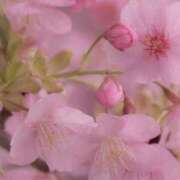 ヒメ日記 2026/03/11 09:10 投稿 ふうか 妻天 京橋店