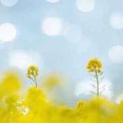 ヒメ日記 2026/03/26 10:24 投稿 ふうか 妻天 京橋店