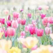 ヒメ日記 2026/03/27 07:04 投稿 ふうか 妻天 京橋店