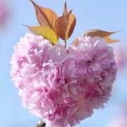 ヒメ日記 2026/04/01 07:46 投稿 ふうか 妻天 京橋店