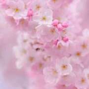 ヒメ日記 2026/04/02 09:34 投稿 ふうか 妻天 京橋店