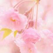 ヒメ日記 2026/04/09 09:15 投稿 ふうか 妻天 京橋店