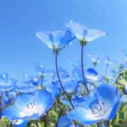 ヒメ日記 2026/04/11 08:17 投稿 ふうか 妻天 京橋店