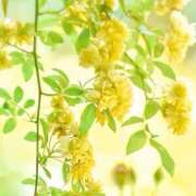 ヒメ日記 2026/05/07 09:28 投稿 ふうか 妻天 京橋店