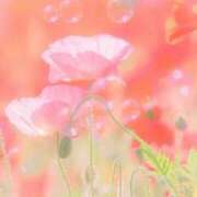 ヒメ日記 2026/05/30 09:34 投稿 ふうか 妻天 京橋店