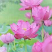 ヒメ日記 2026/07/06 10:34 投稿 ふうか 妻天 京橋店