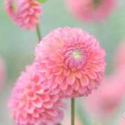 ヒメ日記 2026/08/15 18:28 投稿 ふうか 妻天 京橋店