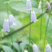 ヒメ日記 2026/10/04 13:04 投稿 ふうか 妻天 京橋店