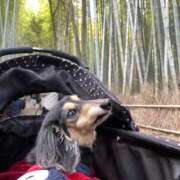 ヒメ日記 2025/01/11 06:21 投稿 空音 チューリップ土浦店