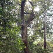 ヒメ日記 2025/02/02 11:50 投稿 空音 チューリップ土浦店