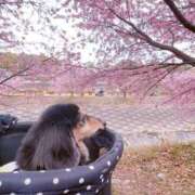 ヒメ日記 2025/03/27 06:20 投稿 空音 チューリップ土浦店