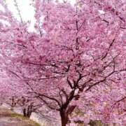 ヒメ日記 2025/03/29 11:20 投稿 空音 チューリップ土浦店