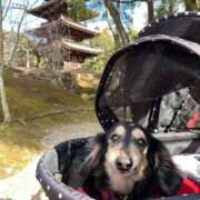 ヒメ日記 2025/04/07 11:08 投稿 空音 チューリップ土浦店