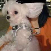 ヒメ日記 2025/11/12 03:19 投稿 笠松ゆえ 一夜妻