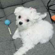 ヒメ日記 2025/12/04 19:59 投稿 笠松ゆえ 一夜妻