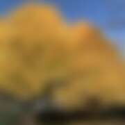 ヒメ日記 2025/11/29 09:30 投稿 りな 神田ハンドメイド