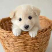 ヒメ日記 2025/12/11 11:03 投稿 ゆずき エクレア