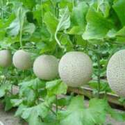 ヒメ日記 2025/08/26 11:05 投稿 なお エクレア