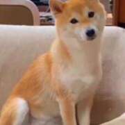 なお お休み中です エクレア