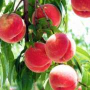 ヒメ日記 2025/12/16 16:23 投稿 なお エクレア