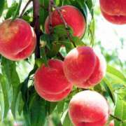 ヒメ日記 2025/12/16 16:31 投稿 なお エクレア