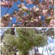 ヒメ日記 2025/04/18 08:40 投稿 小沢 熟女待機所 厚木店