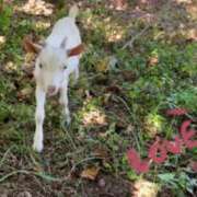 ヒメ日記 2025/07/31 07:19 投稿 小沢 熟女待機所 厚木店