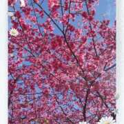 ヒメ日記 2026/03/09 08:06 投稿 小沢 熟女待機所 厚木店