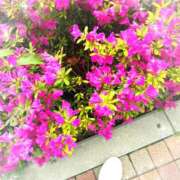 ヒメ日記 2025/04/29 15:59 投稿 せな 千葉松戸ちゃんこ