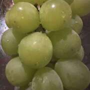 ヒメ日記 2025/08/17 16:31 投稿 せな 千葉松戸ちゃんこ