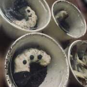 ヒメ日記 2026/02/22 18:38 投稿 せな 千葉松戸ちゃんこ