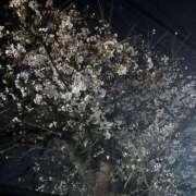 ヒメ日記 2026/03/29 07:12 投稿 せな 千葉松戸ちゃんこ