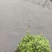 ヒメ日記 2026/06/27 18:09 投稿 せな 千葉松戸ちゃんこ