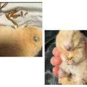 ヒメ日記 2025/01/15 12:46 投稿 佐々波エヴァ Mrs. Dandy Haneda