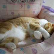 ヒメ日記 2025/10/09 21:13 投稿 ミドリ キスMy