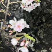 ヒメ日記 2026/04/08 21:19 投稿 ミドリ キスMy