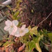 ヒメ日記 2025/04/01 23:37 投稿 高輪けい Mrs. Dandy Haneda