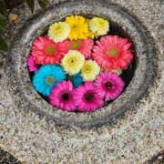 ヒメ日記 2025/04/05 09:21 投稿 あいみ 愛知弥富ちゃんこ